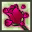 Captivating Rose