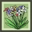Wild Flower
